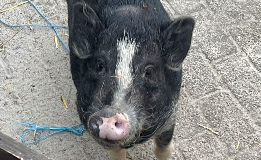 Nieuwe Biggetjes van Bella bij Stichting Anna Paulowna