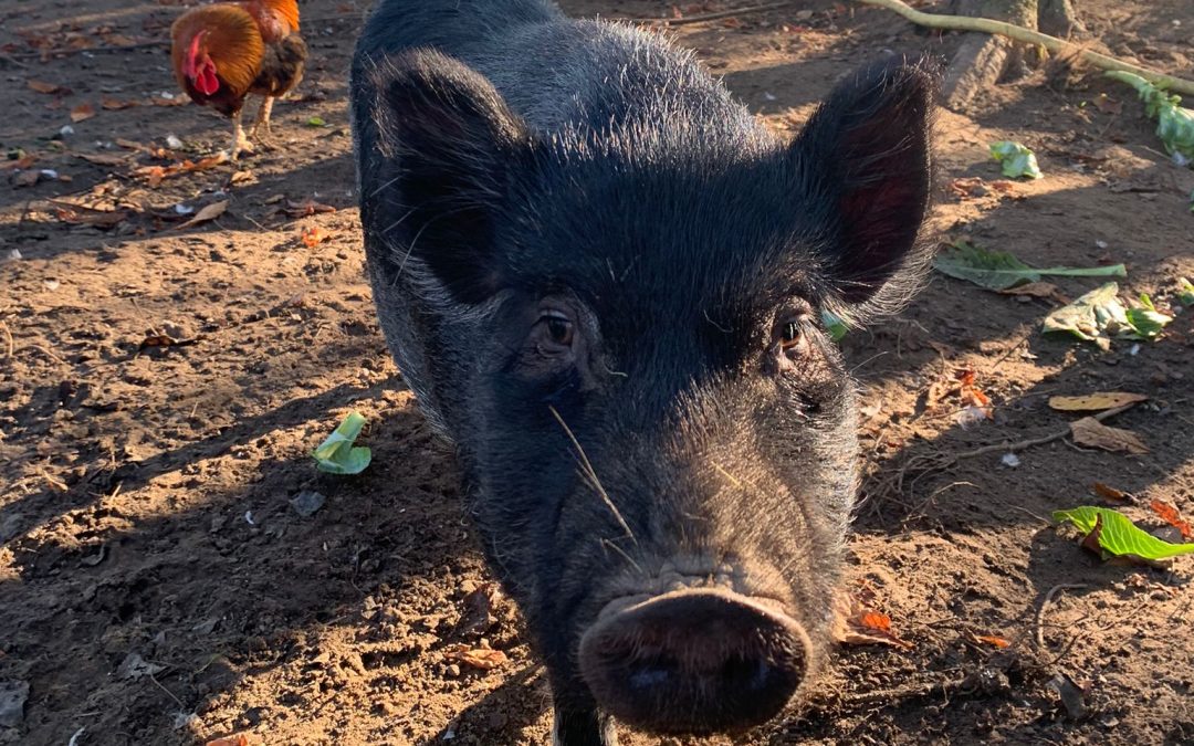 Schattige Biggetjes van Ella bij Stichting Anna Paulowna Zoeken Thuis