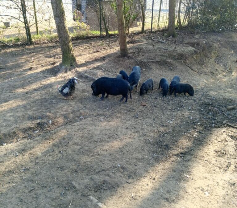 Laatste 6 Minibiggetjes Zoeken een Fijn Thuis!