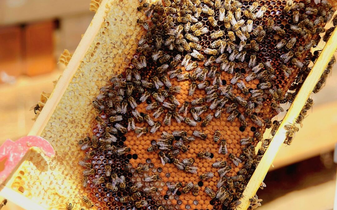 Bijna een jaar later: onze bijen zoemen van leven