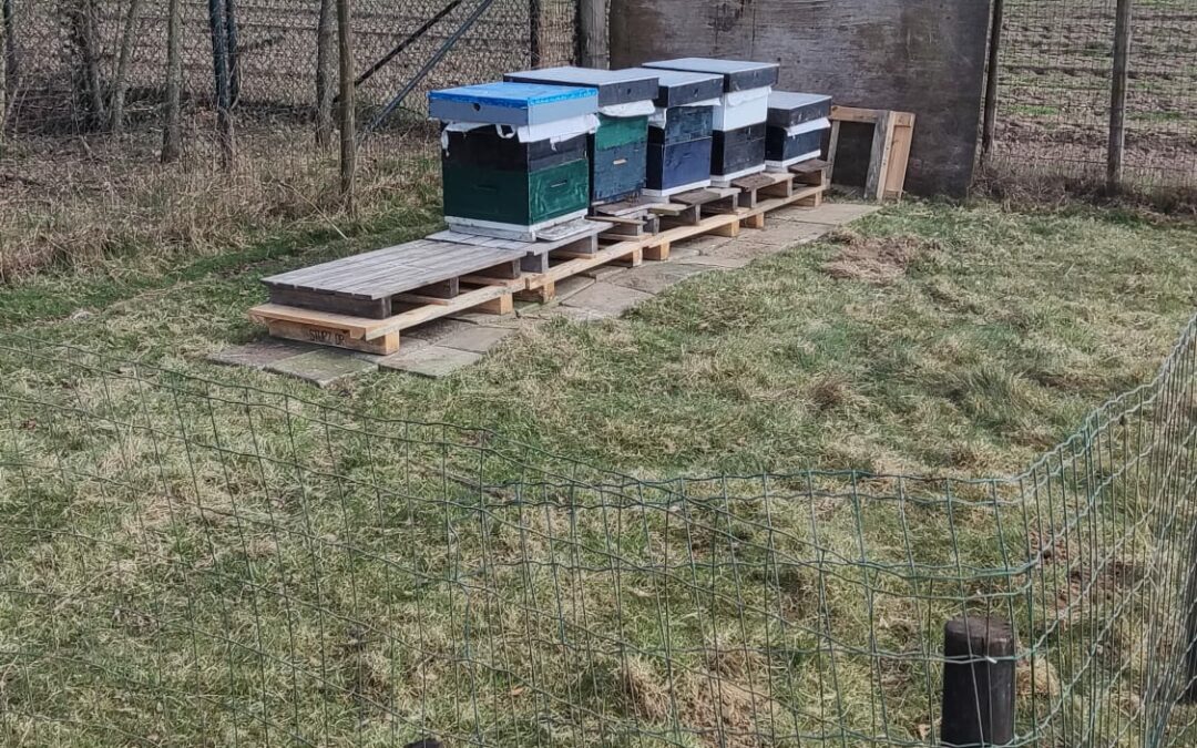 Bijen in ons Dierenpark – Een Stap naar een Groener Toekomst