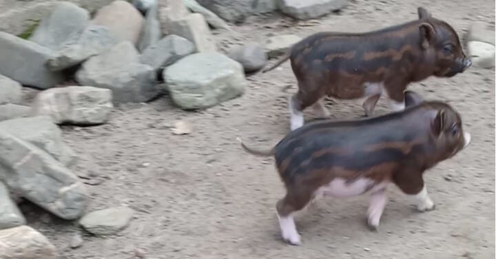 Schattige Mini Biggetjes