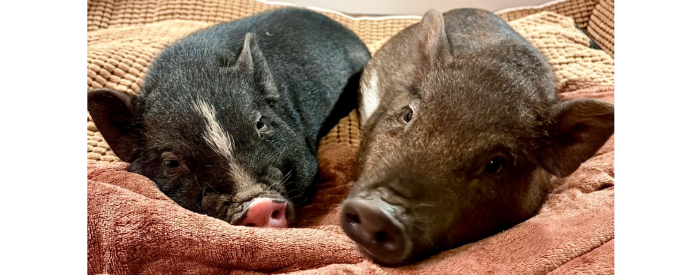 Elsa en Mike: een warm thuis in Ter Aar